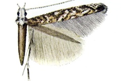 Polydema vansoni