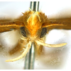 /filer/webapps/moths_gc/media/images/G/gunniella_Neurostrota_A09_head1_ANIC.jpg
