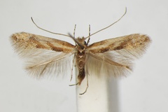 Phyllonorycter cytisifoliae