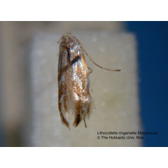 /filer/webapps/moths_gc/media/images/R/ringoniella_Phyllonorycter_LT_EIHU.jpg