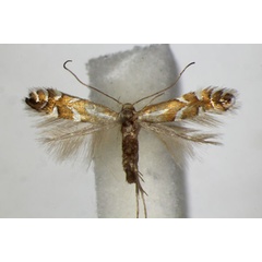/filer/webapps/moths_gc/media/images/J/junoniella_Phyllonorycter_A_ZSM.jpg