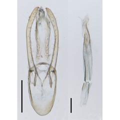 /filer/webapps/moths_gc/media/images/F/furcata_Phyllocnistis_GM_Cerdena-etal_2022_200.jpg