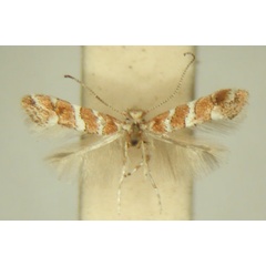 /filer/webapps/moths_gc/media/images/M/melhaniae_Phyllonorycter_HT_TMSA6396.jpg