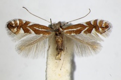 Phyllonorycter spinicolella