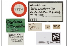 /filer/webapps/moths_gc/media/images/L/lithocolletina_Parectopa_HT_1407709_BMNH_Label.jpg
