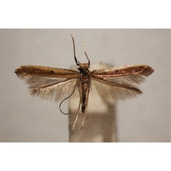 /filer/webapps/moths_gc/media/images/S/similatella_Caloptilia_A_BMNH-(E)-1409673_BMNH.jpg