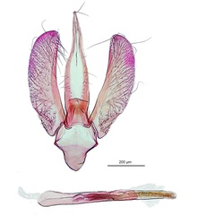 /filer/webapps/moths_gc/media/images/A/australis_Ornica_GM_De-Prins-etal_2025_273.jpg
