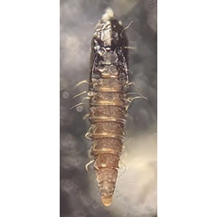 /filer/webapps/moths_gc/media/images/C/comparella_Phyllonorycter_pupa_Bengtsson_2025_31.jpg