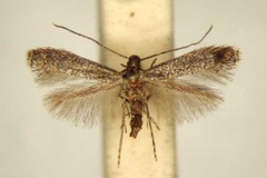 Metriochroa pergulariae