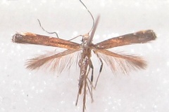 Phodoryctis caerulea