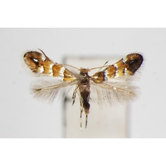 /filer/webapps/moths_gc/media/images/W/wisteriae_Hyloconis_A_ZSM.jpg