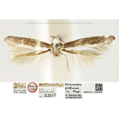 /filer/webapps/moths_gc/media/images/P/profluens_Phrixosceles_HT_BMNH_1406664.jpg