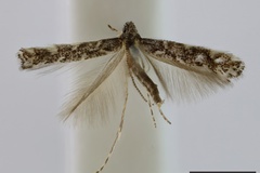 Parectopa lithomacha