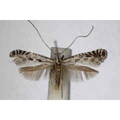 /filer/webapps/moths_gc/media/images/M/mixta_Parornix_A_ZSM.jpg