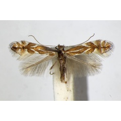 /filer/webapps/moths_gc/media/images/S/spinicolella_Phyllonorycter_A_ZSM_4.jpg