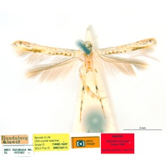 /filer/webapps/moths_gc/media/images/M/maculosa_Cuphodes_-PL1_31-053582_ANIC.jpg