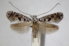 Parornix ampliatella