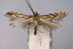 Aristaea asteris
