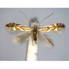 /filer/webapps/moths_gc/media/images/C/carpinicolella_Phyllonorycter_A_EIHU.jpg