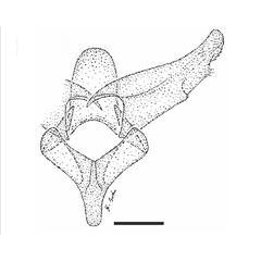 /filer/webapps/moths_gc/media/images/C/curcassi_Neurobathra_GM_USNM.jpg