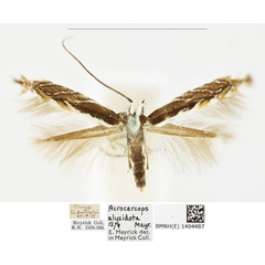 /filer/webapps/moths_gc/media/images/A/alysidota_Acrocercops_A_BMNH_1404487.jpg