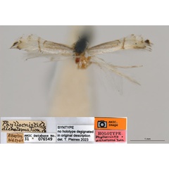 /filer/webapps/moths_gc/media/images/D/dichotoma_Phyllocnistis_ST1_ANIC.jpg