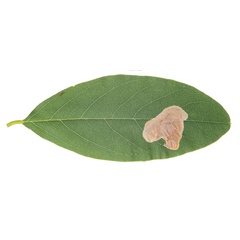 /filer/webapps/moths_gc/media/images/O/ostensackenella_Chrysaster_mine_Schacht-etal_2026_82.jpg