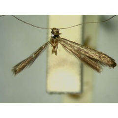 /filer/webapps/moths_gc/media/images/C/cryphia_Caloptilia_HT_TMSA5660.jpg