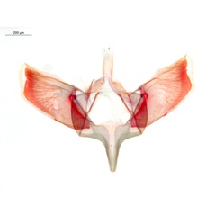 /filer/webapps/moths_gc/media/images/H/heteropsis_Pogonocephala_GM_ANIC_Grc-5673_ANIC11436.jpg