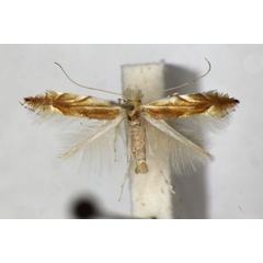 /filer/webapps/moths_gc/media/images/M/mirbeckifoliae_Phyllonorycter_PT_ZSM.jpg