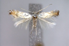 Phyllonorycter harrisella
