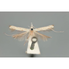 /filer/webapps/moths_gc/media/images/H/habrophanes_Cuphodes_LT_ANIC31-075714_dorsal.jpg