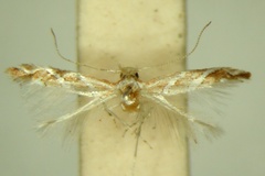 Phyllonorycter grewiaecola