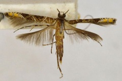 Conopomorpha cramerella