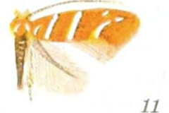 Cameraria aceriella