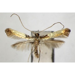 /filer/webapps/moths_gc/media/images/A/acericola_Caloptilia_PT_ZSM.jpg