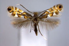 Phyllonorycter strigulatella