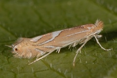 Phyllonorycter endryella