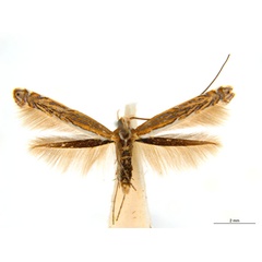/filer/webapps/moths_gc/media/images/H/heteropsis_Pogonocephala_AM_NULT023480_ANIC.jpg