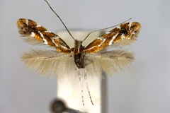 Cremastobombycia grindeliella