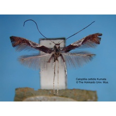 /filer/webapps/moths_gc/media/images/C/celtidis_Caloptilia_HT_EIHU.jpg