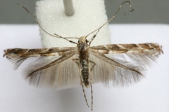 Acrocercops brongniardella