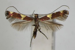 Caloptilia gloriosa