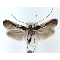 /filer/webapps/moths_gc/media/images/F/fidella_Caloptilia_A_WJDP.jpg