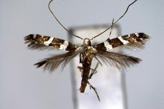 Telamoptilia prosacta