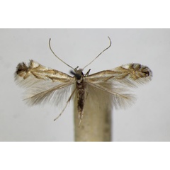 /filer/webapps/moths_gc/media/images/T/tenerella_tenella_Phyllonorycter_A_ZSM.jpg