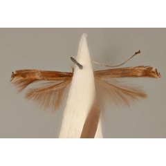 /filer/webapps/moths_gc/media/images/A/axinophora_Acrocercops_HT_ANIC31-010815_ventral.jpg