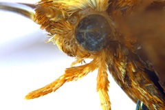 Kallia myopora