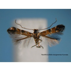 /filer/webapps/moths_gc/media/images/K/kangarensis_Neolithocolletis_HT_EIHU.jpg