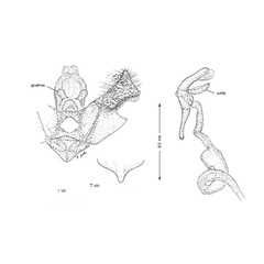 /filer/webapps/moths_gc/media/images/S/schinusae_Leurocephala_GM_Davis et al_2011_76.jpg